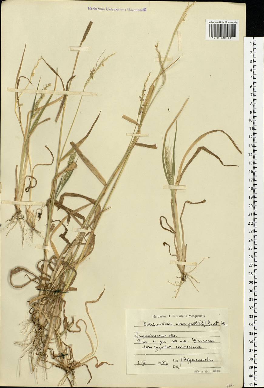 Echinochloa crus-galli (L.) P.Beauv., Eastern Europe, Lower Volga region (E9) (Russia)