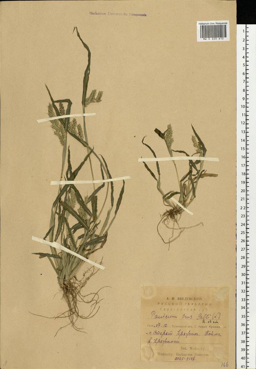 Echinochloa crus-galli (L.) P.Beauv., Eastern Europe, Middle Volga region (E8) (Russia)