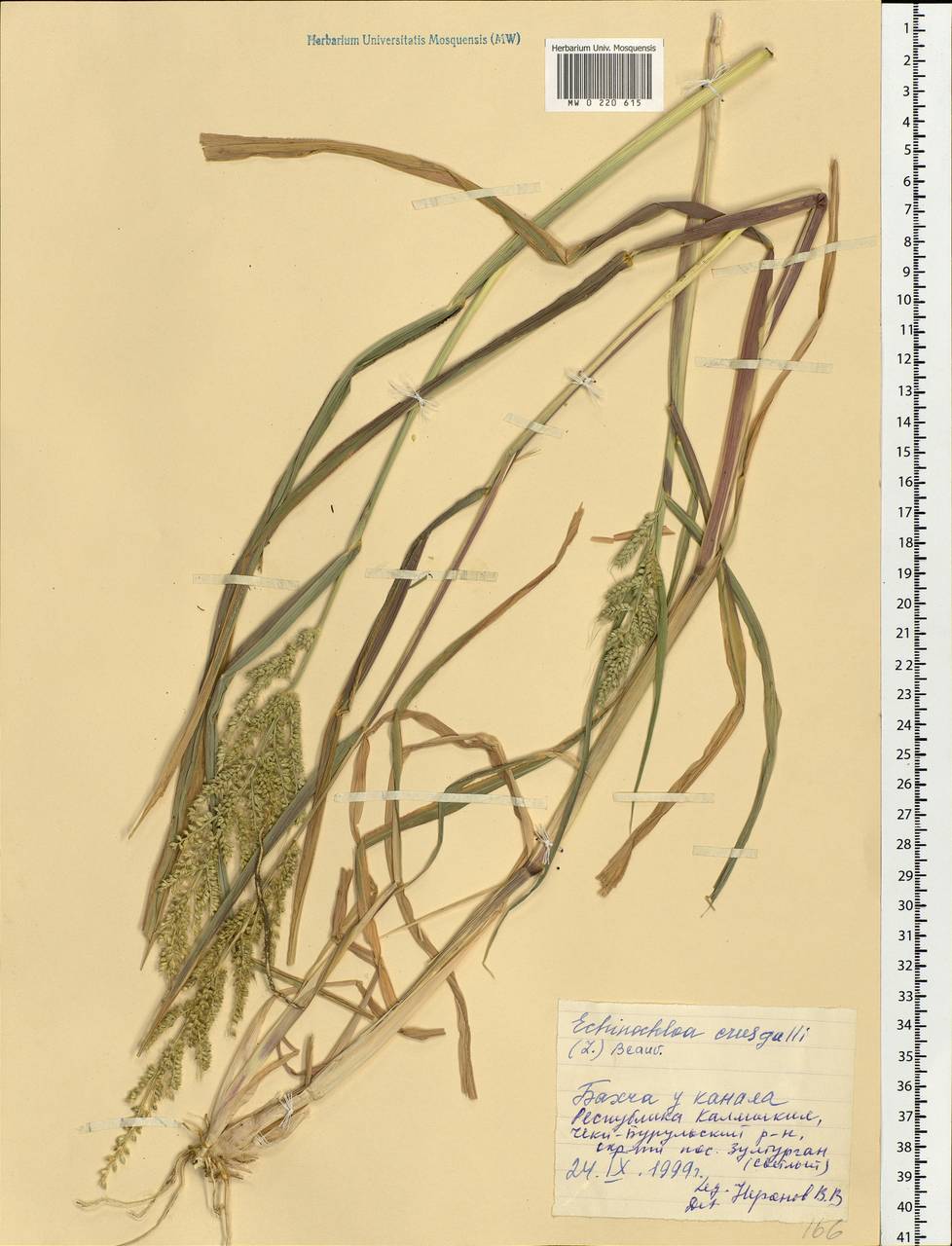 Echinochloa crus-galli (L.) P.Beauv., Eastern Europe, Lower Volga region (E9) (Russia)