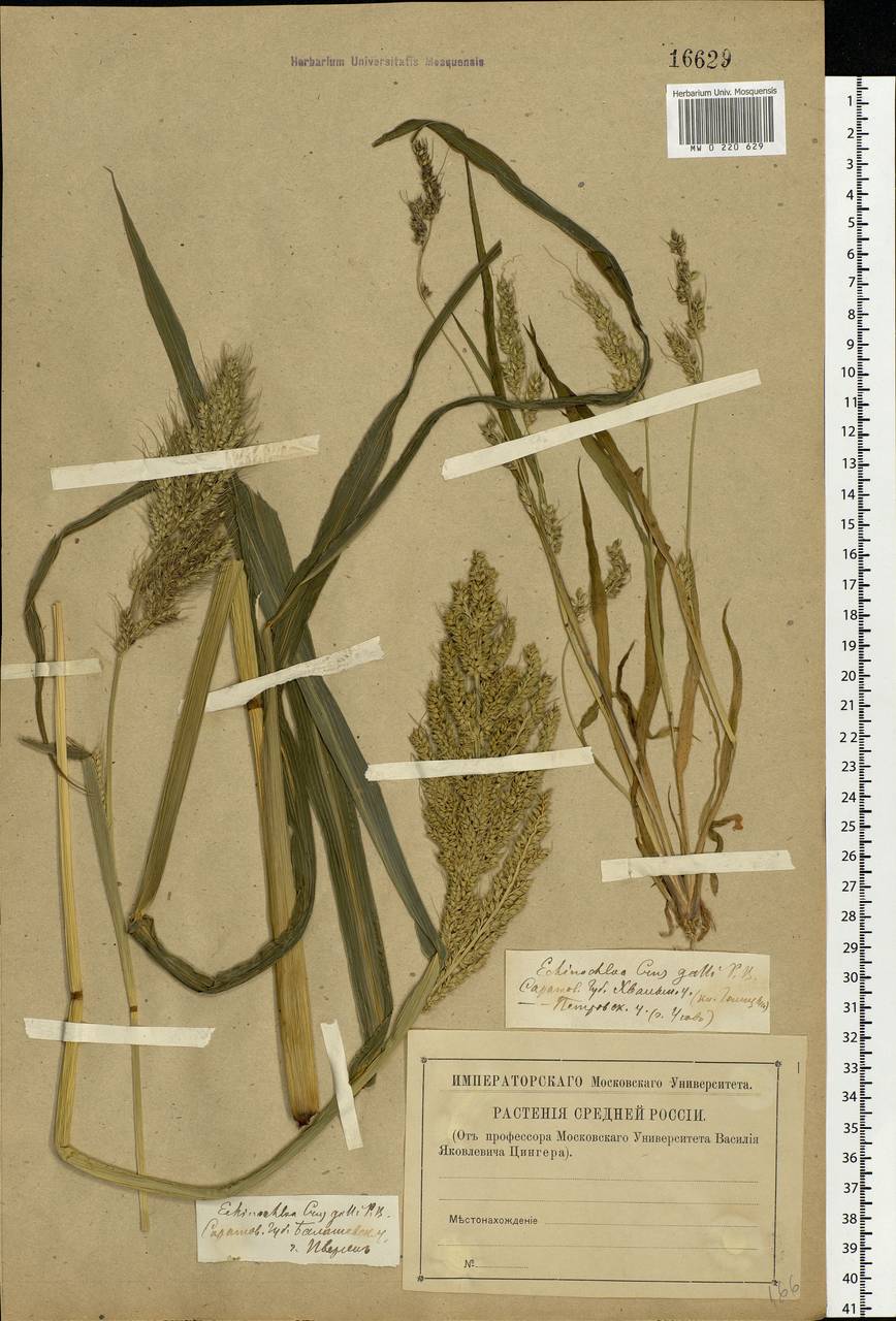 Echinochloa crus-galli (L.) P.Beauv., Eastern Europe, Lower Volga region (E9) (Russia)