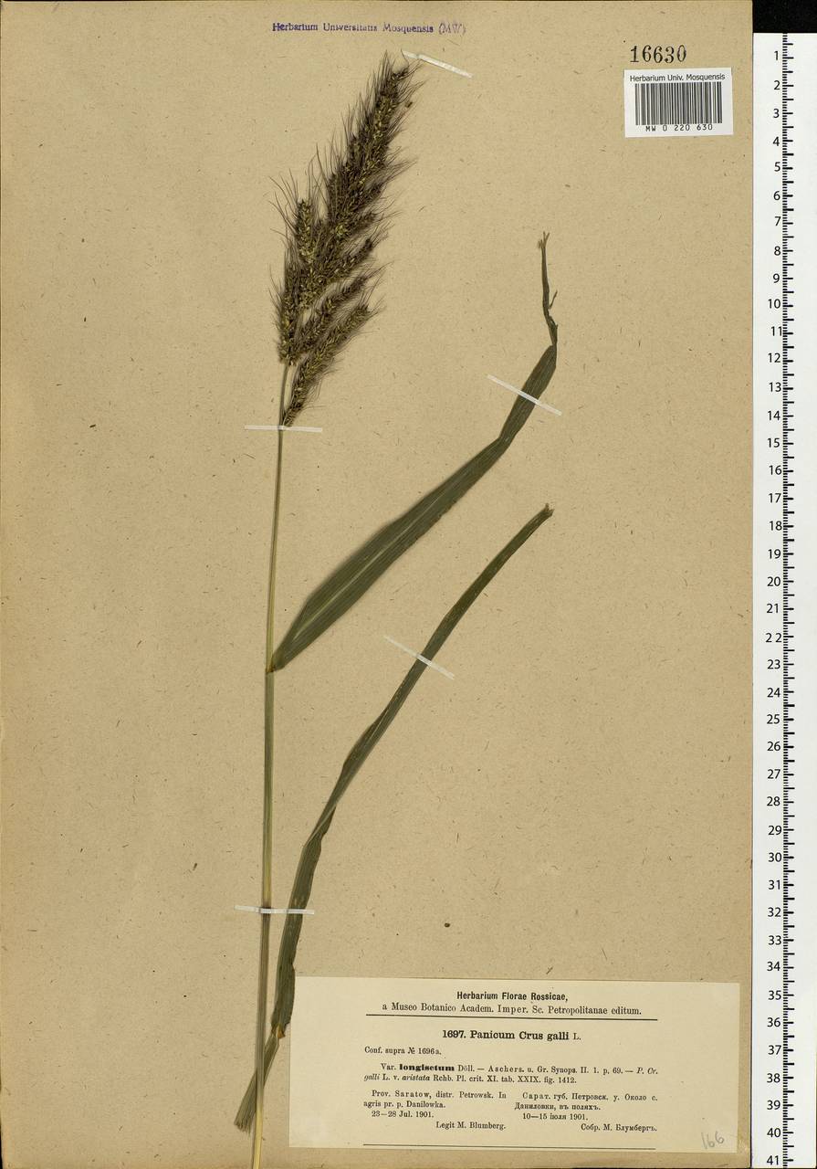 Echinochloa crus-galli (L.) P.Beauv., Eastern Europe, Middle Volga region (E8) (Russia)
