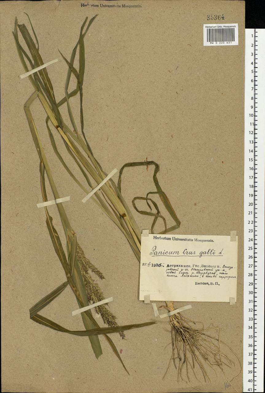 Echinochloa crus-galli (L.) P.Beauv., Eastern Europe, Lower Volga region (E9) (Russia)