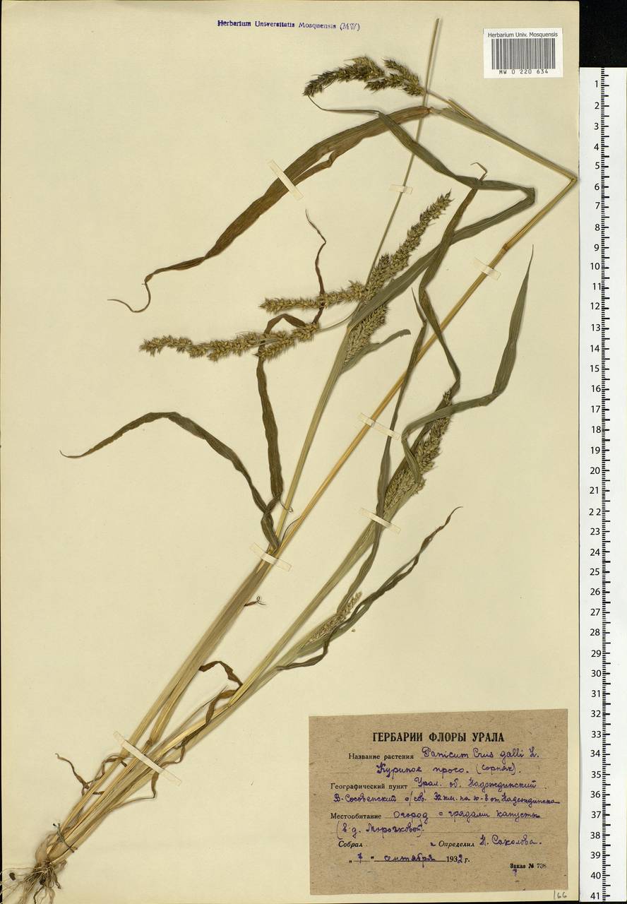 Echinochloa crus-galli (L.) P.Beauv., Eastern Europe, Eastern region (E10) (Russia)