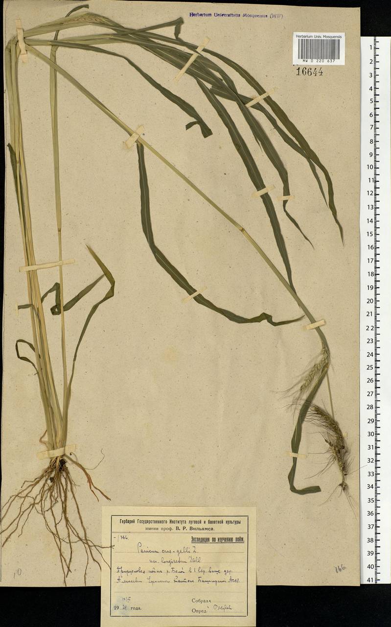 Echinochloa crus-galli (L.) P.Beauv., Eastern Europe, Eastern region (E10) (Russia)