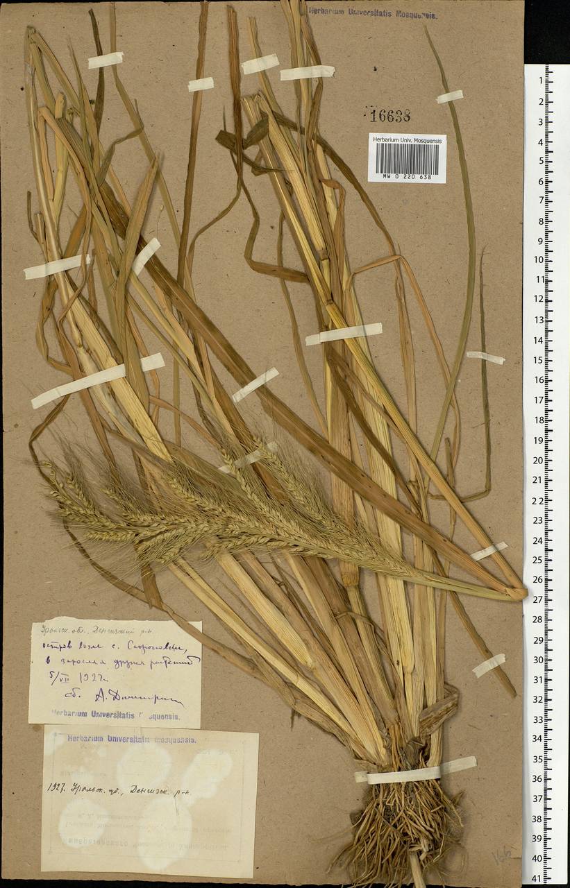 Echinochloa crus-galli (L.) P.Beauv., Middle Asia, Caspian Ustyurt & Northern Aralia (M8) (Kazakhstan)