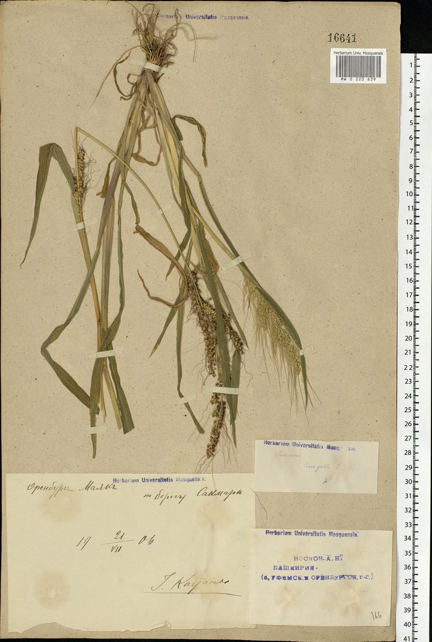 Echinochloa crus-galli (L.) P.Beauv., Eastern Europe, Eastern region (E10) (Russia)