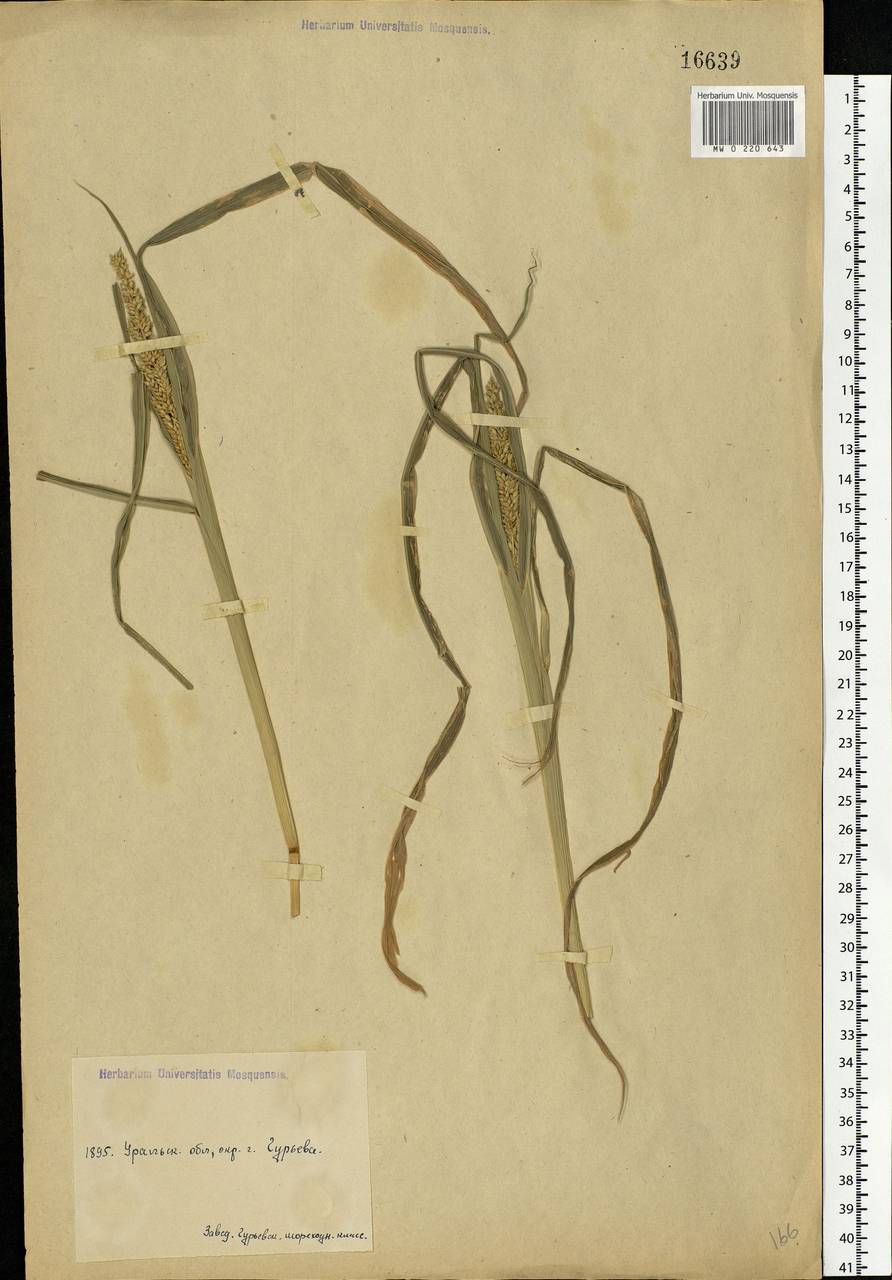 Echinochloa crus-galli (L.) P.Beauv., Middle Asia, Caspian Ustyurt & Northern Aralia (M8) (Kazakhstan)