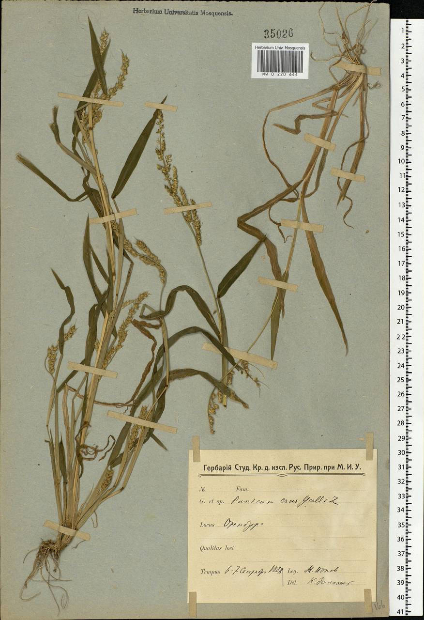 Echinochloa crus-galli (L.) P.Beauv., Eastern Europe, Eastern region (E10) (Russia)