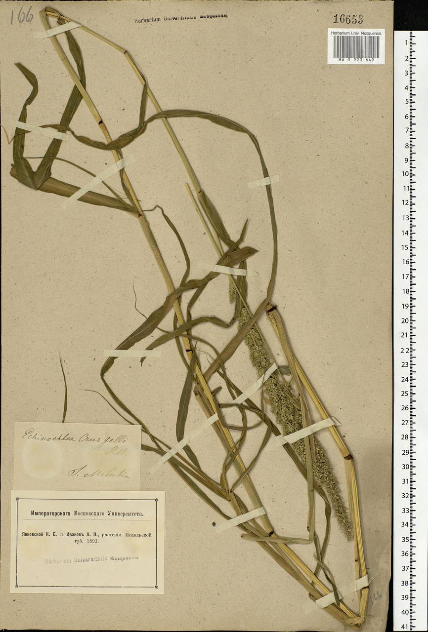 Echinochloa crus-galli (L.) P.Beauv., Eastern Europe, South Ukrainian region (E12) (Ukraine)