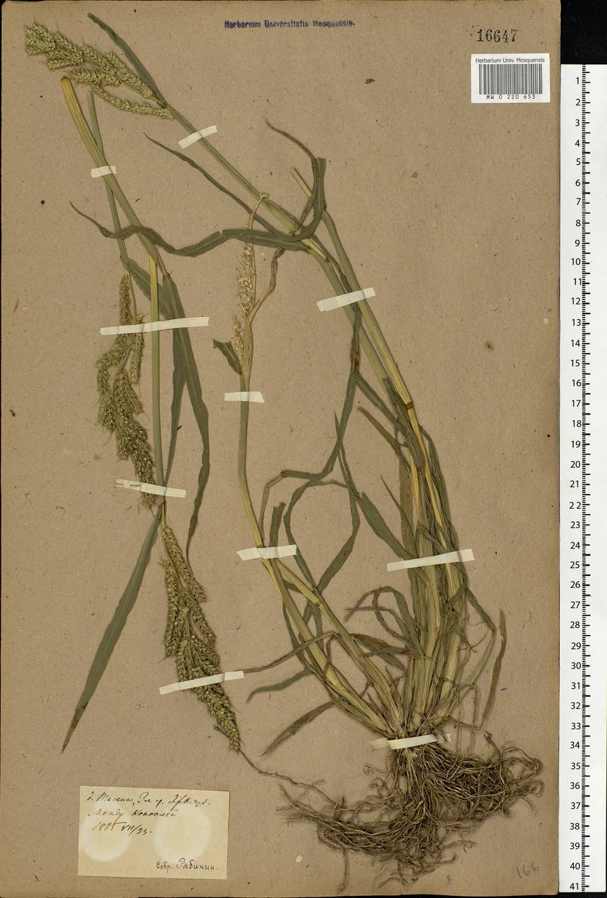 Echinochloa crus-galli (L.) P.Beauv., Eastern Europe, North Ukrainian region (E11) (Ukraine)