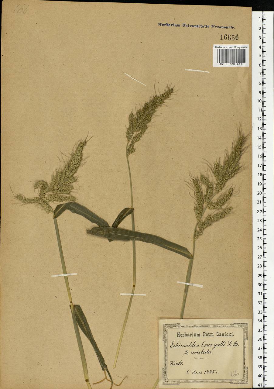 Echinochloa crus-galli (L.) P.Beauv., Eastern Europe, North Ukrainian region (E11) (Ukraine)