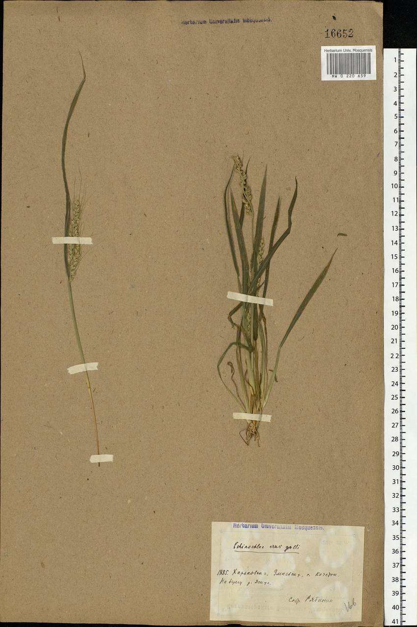 Echinochloa crus-galli (L.) P.Beauv., Eastern Europe, North Ukrainian region (E11) (Ukraine)