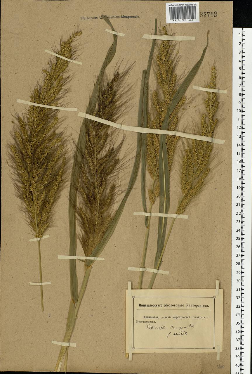 Echinochloa crus-galli (L.) P.Beauv., Eastern Europe, Rostov Oblast (E12a) (Russia)