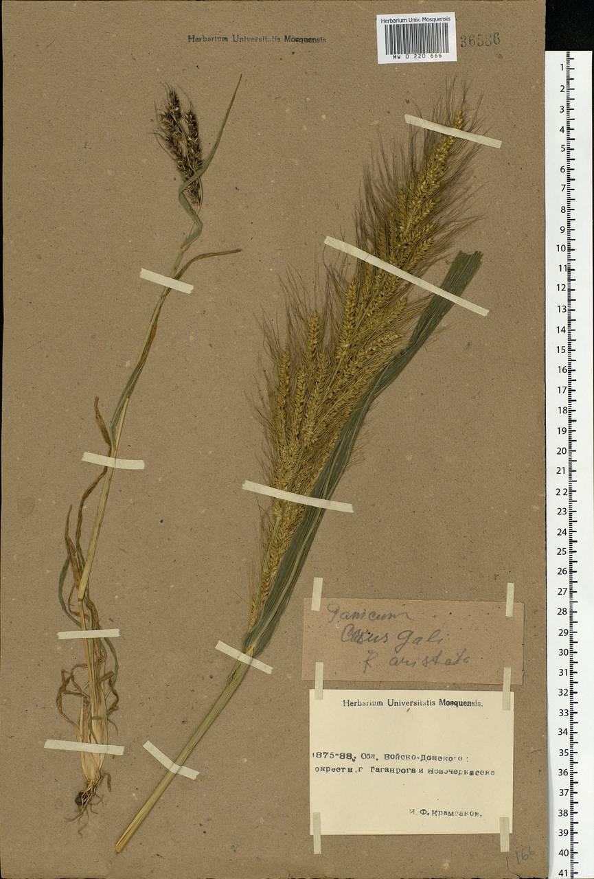 Echinochloa crus-galli (L.) P.Beauv., Eastern Europe, Rostov Oblast (E12a) (Russia)