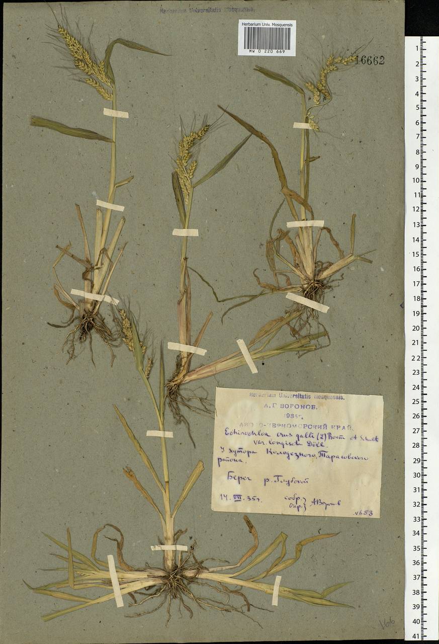 Echinochloa crus-galli (L.) P.Beauv., Eastern Europe, Rostov Oblast (E12a) (Russia)