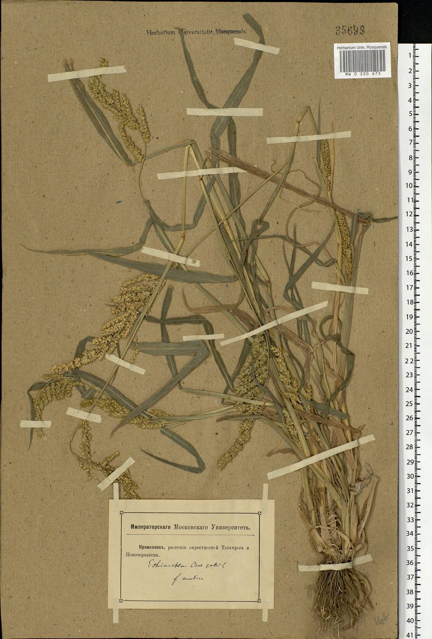 Echinochloa crus-galli (L.) P.Beauv., Eastern Europe, Rostov Oblast (E12a) (Russia)