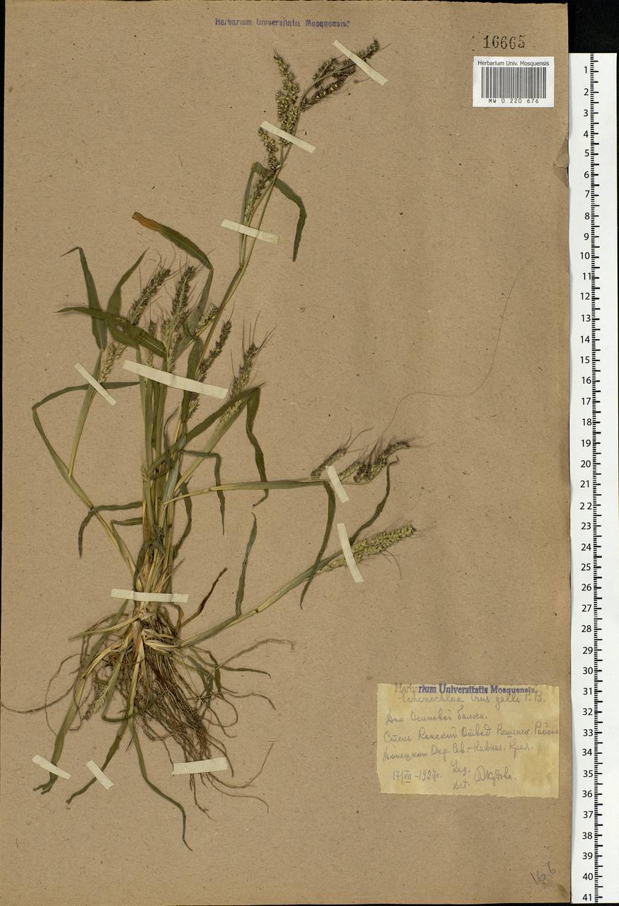 Echinochloa crus-galli (L.) P.Beauv., Eastern Europe, Rostov Oblast (E12a) (Russia)