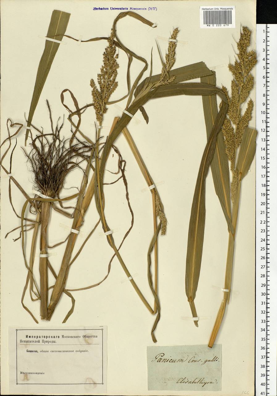 Echinochloa crus-galli (L.) P.Beauv., Eastern Europe, South Ukrainian region (E12) (Ukraine)