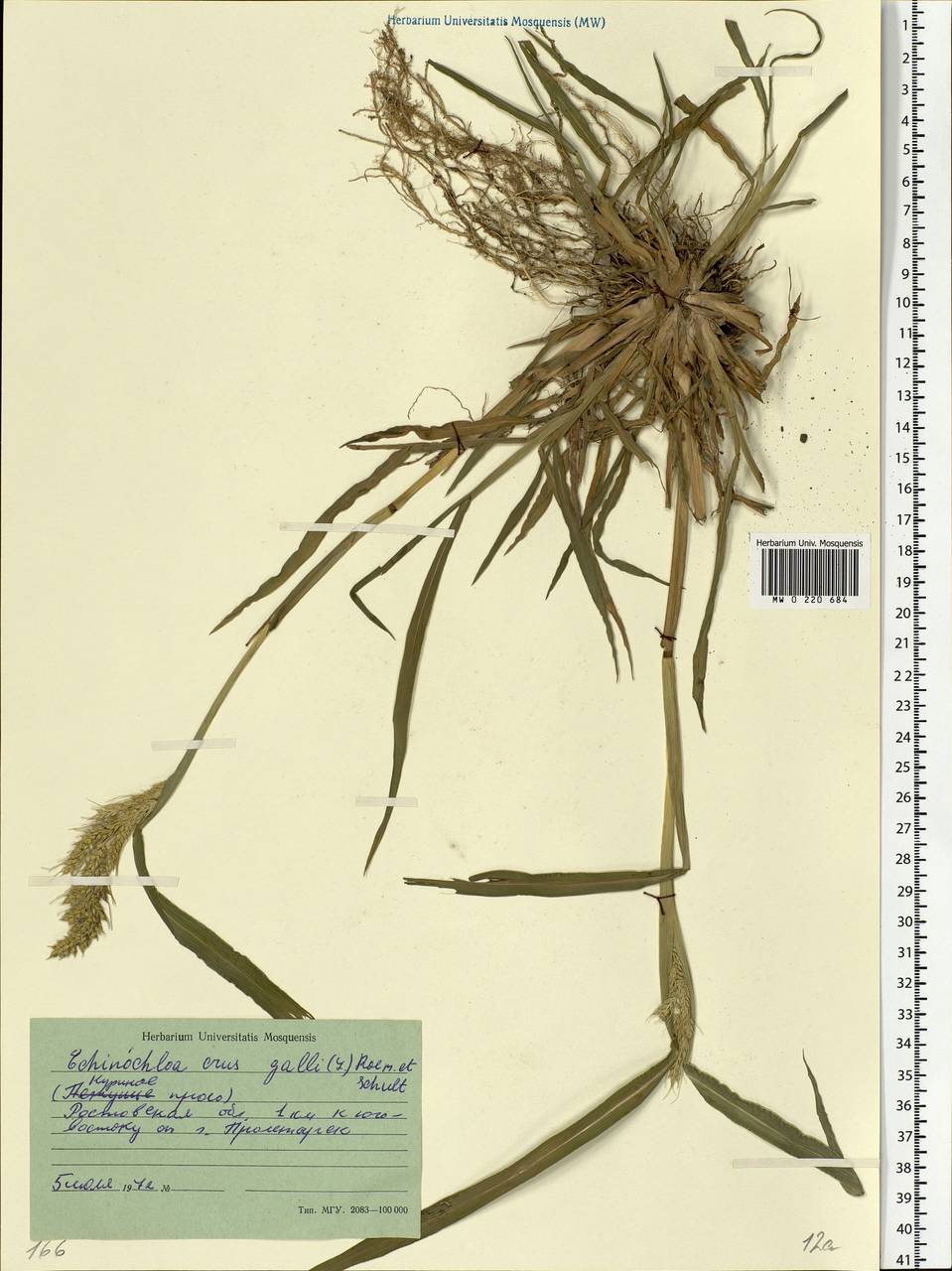 Echinochloa crus-galli (L.) P.Beauv., Eastern Europe, Rostov Oblast (E12a) (Russia)