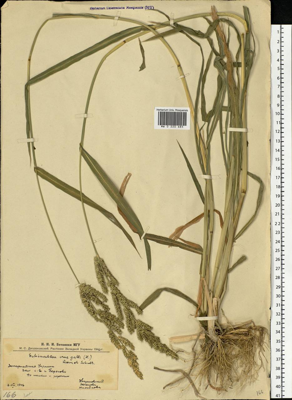 Echinochloa crus-galli (L.) P.Beauv., Eastern Europe, West Ukrainian region (E13) (Ukraine)