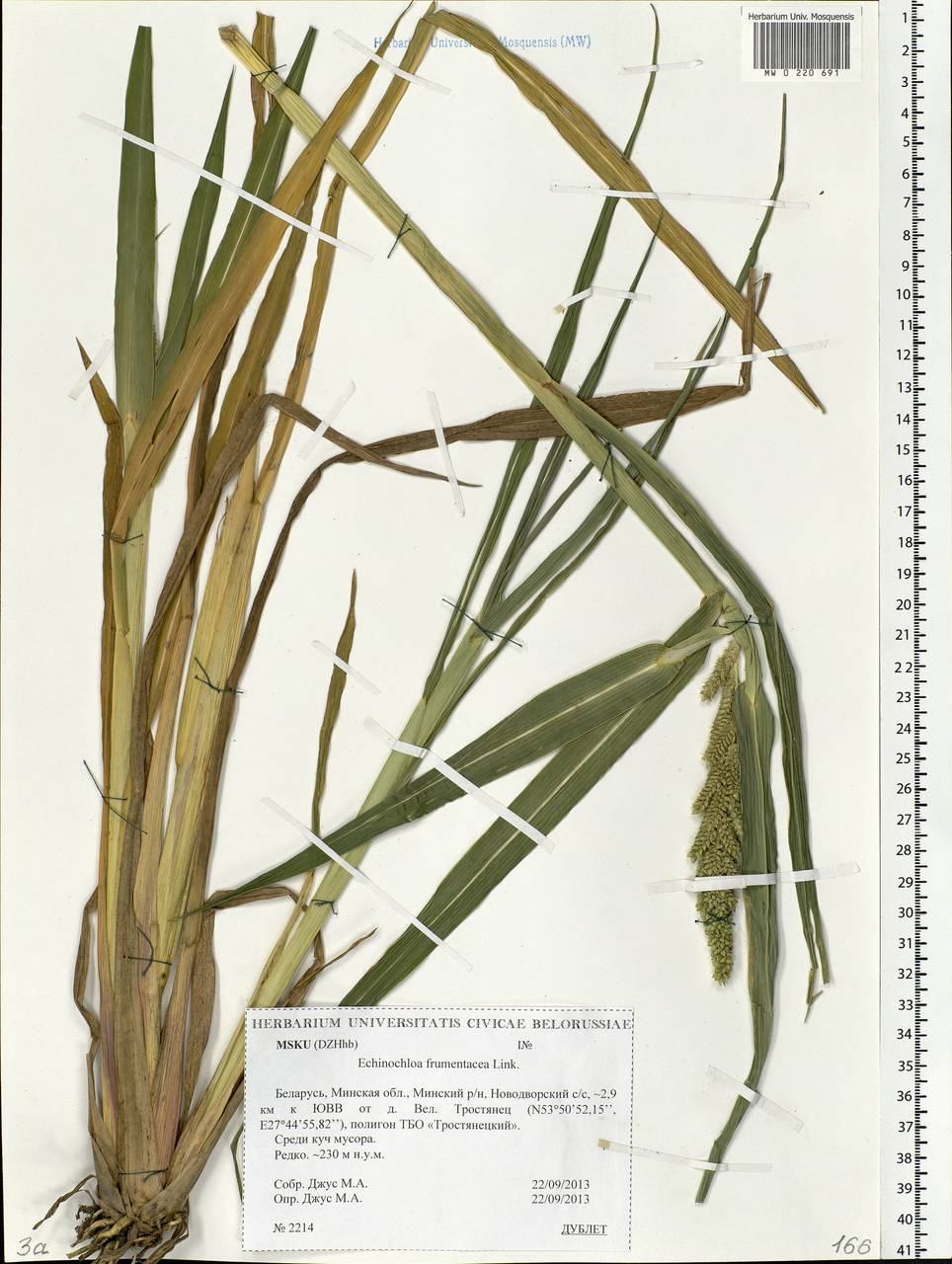 Echinochloa frumentacea Link, Eastern Europe, Belarus (E3a) (Belarus)