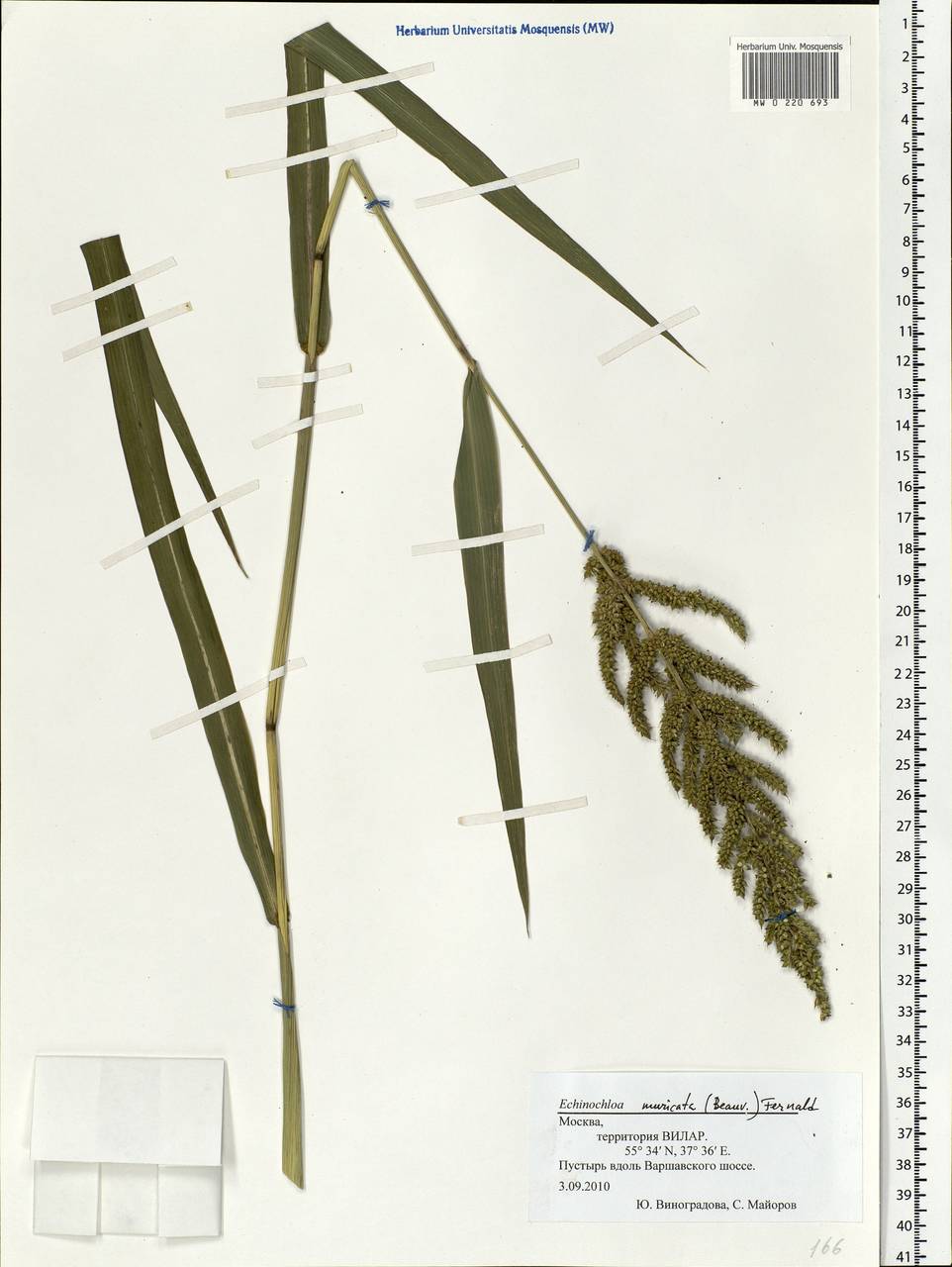 Echinochloa muricata (P.Beauv.) Fernald, Eastern Europe, Moscow region (E4a) (Russia)