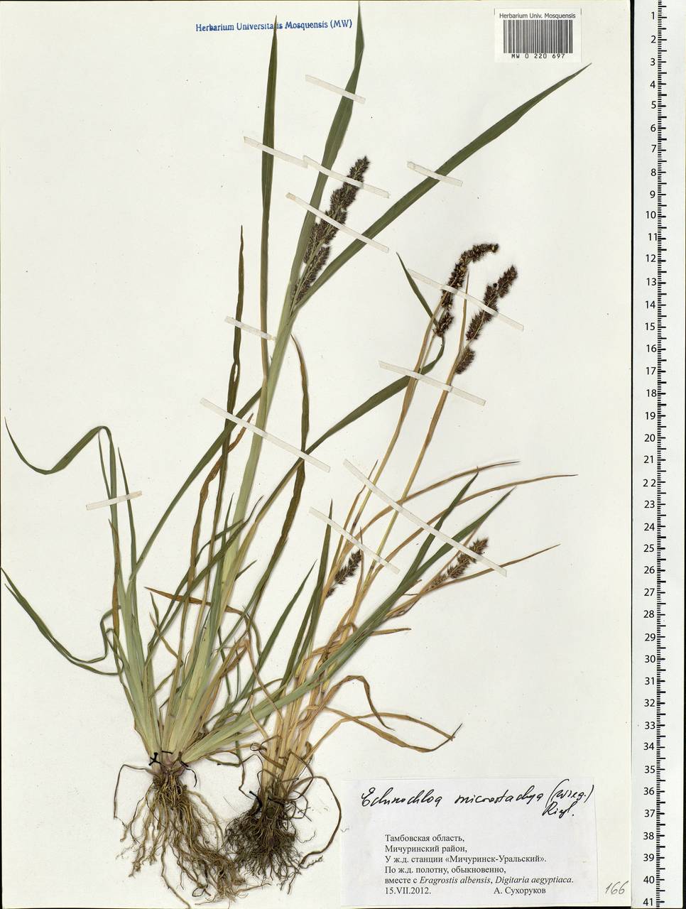 Echinochloa muricata (P.Beauv.) Fernald, Eastern Europe, Central forest-and-steppe region (E6) (Russia)