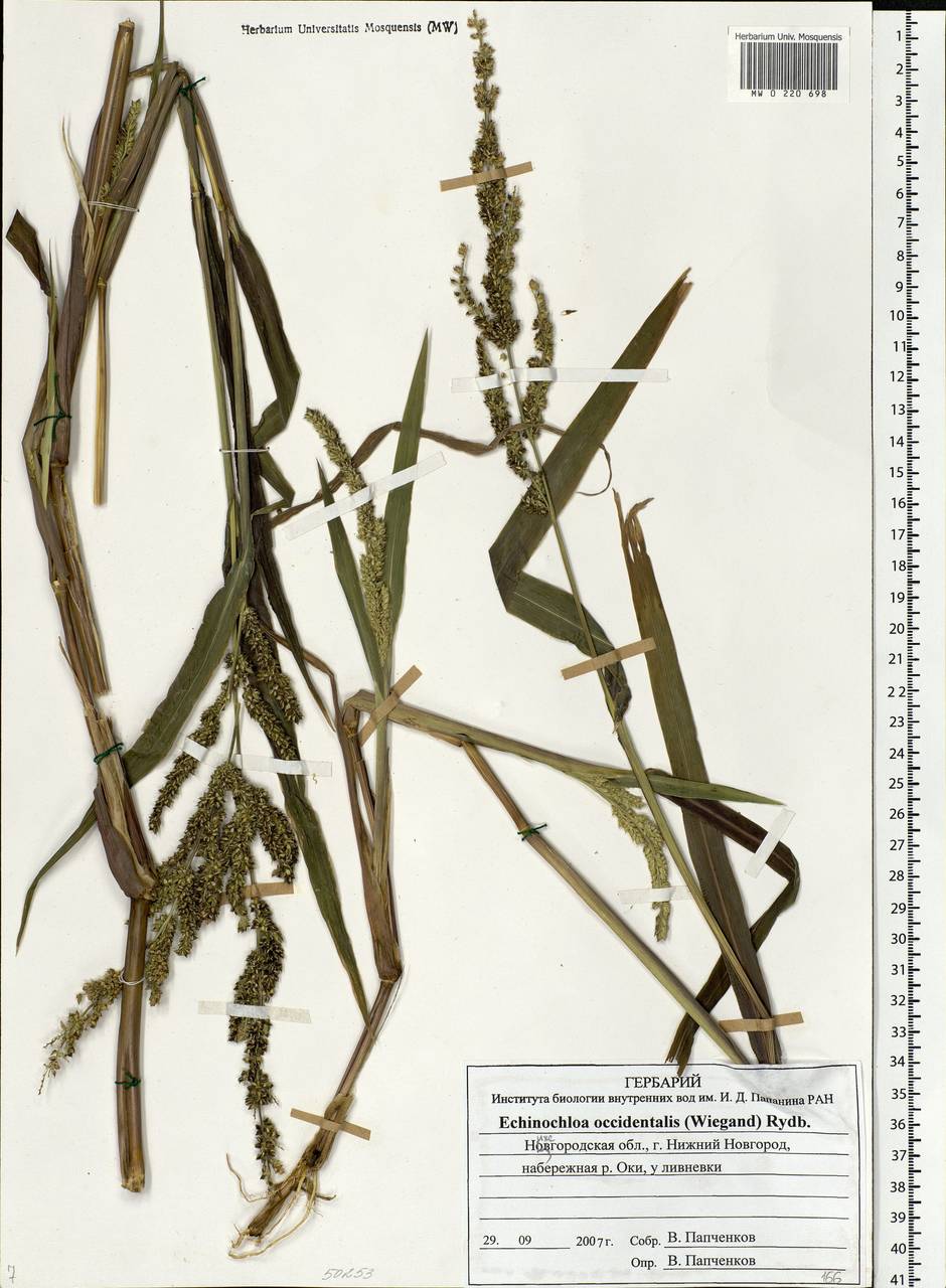 Echinochloa crus-galli subsp. crus-galli, Eastern Europe, Volga-Kama region (E7) (Russia)