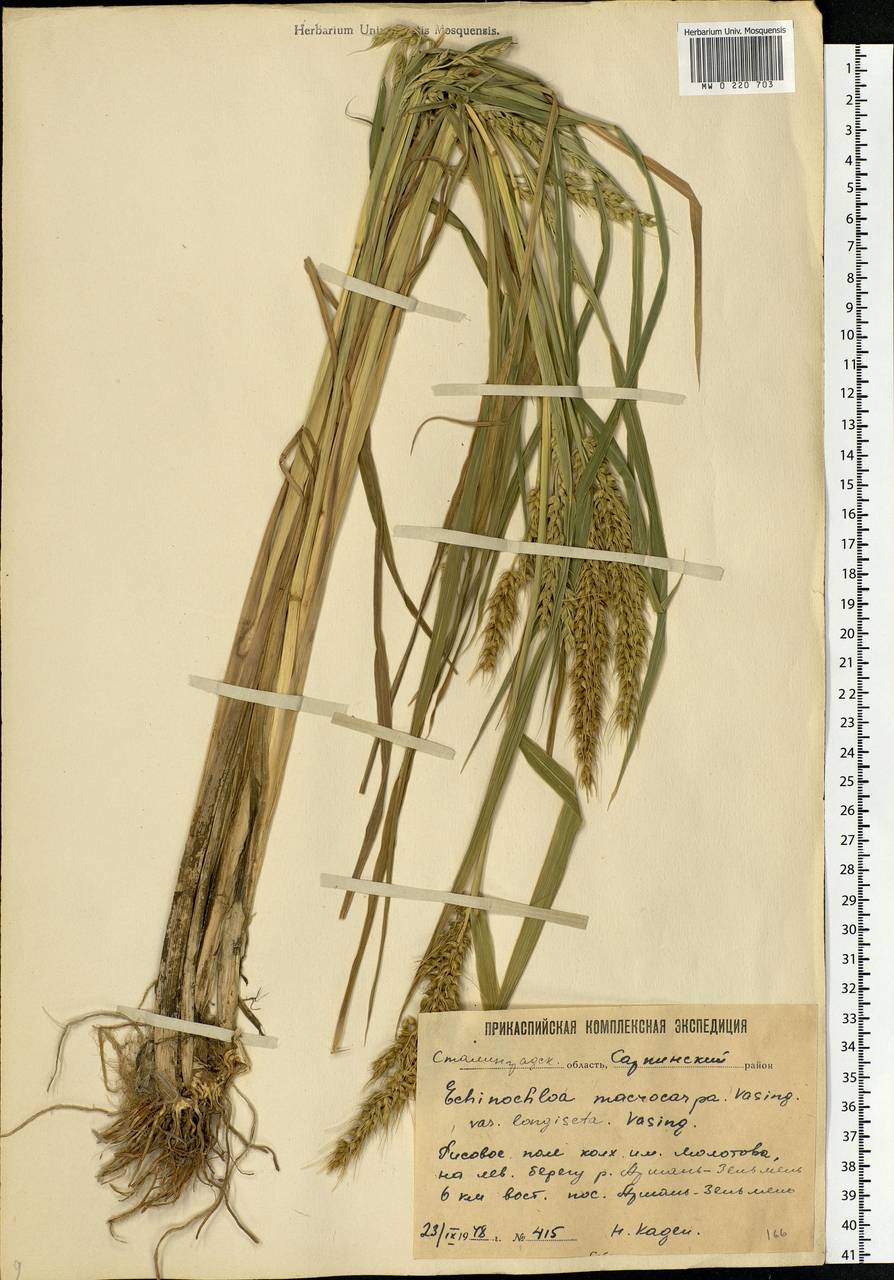 Echinochloa oryzoides (Ard.) Fritsch, Eastern Europe, Lower Volga region (E9) (Russia)