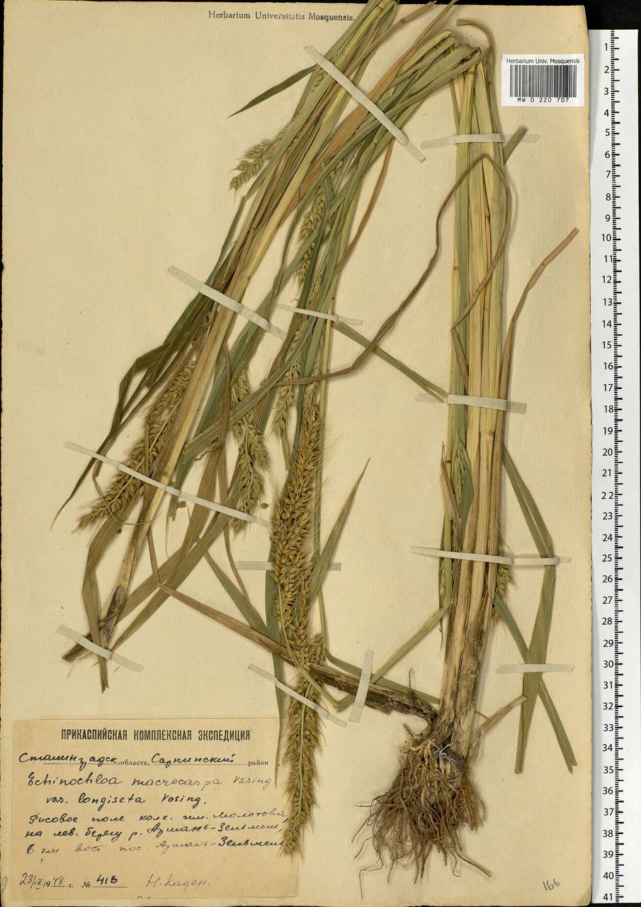 Echinochloa oryzoides (Ard.) Fritsch, Eastern Europe, Lower Volga region (E9) (Russia)