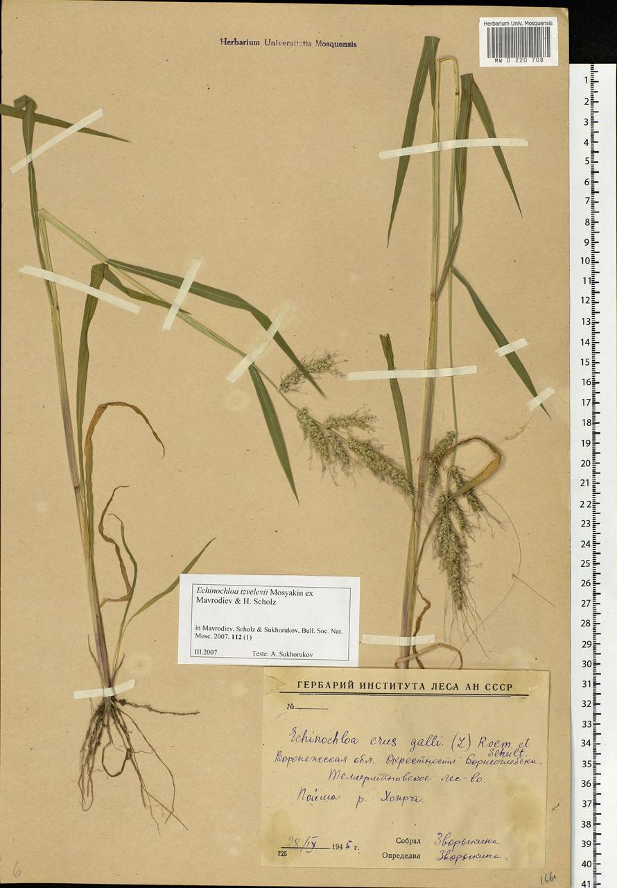 Echinochloa crus-galli (L.) P.Beauv., Eastern Europe, Central forest-and-steppe region (E6) (Russia)