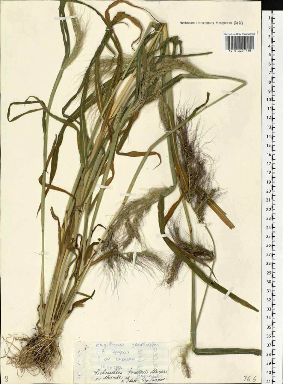 Echinochloa crus-galli (L.) P.Beauv., Eastern Europe, Middle Volga region (E8) (Russia)