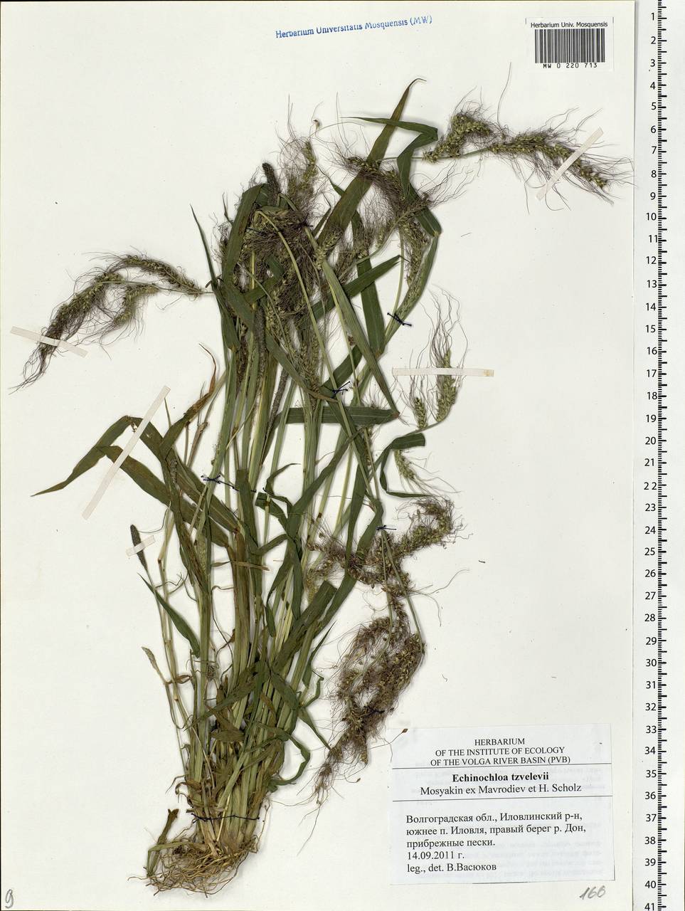 Echinochloa crus-galli (L.) P.Beauv., Eastern Europe, Lower Volga region (E9) (Russia)