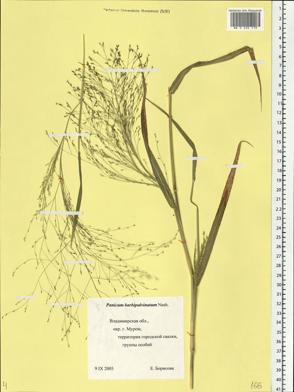 Panicum capillare L., Eastern Europe, Central region (E4) (Russia)