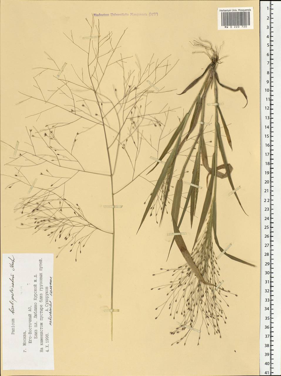 Panicum capillare L., Eastern Europe, Moscow region (E4a) (Russia)