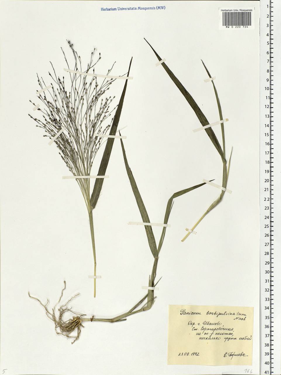Panicum capillare L., Eastern Europe, Central forest region (E5) (Russia)