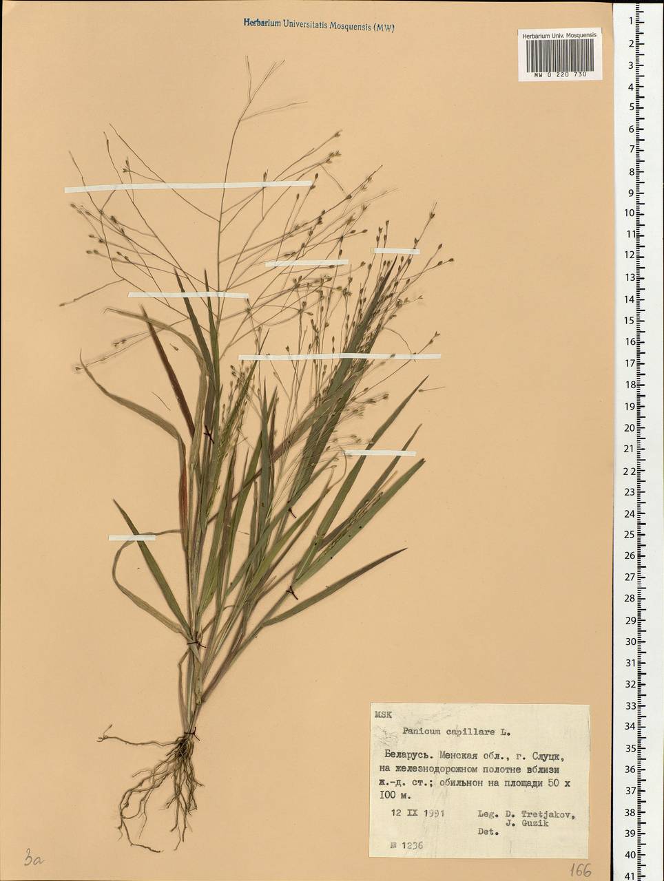Panicum capillare L., Eastern Europe, Belarus (E3a) (Belarus)