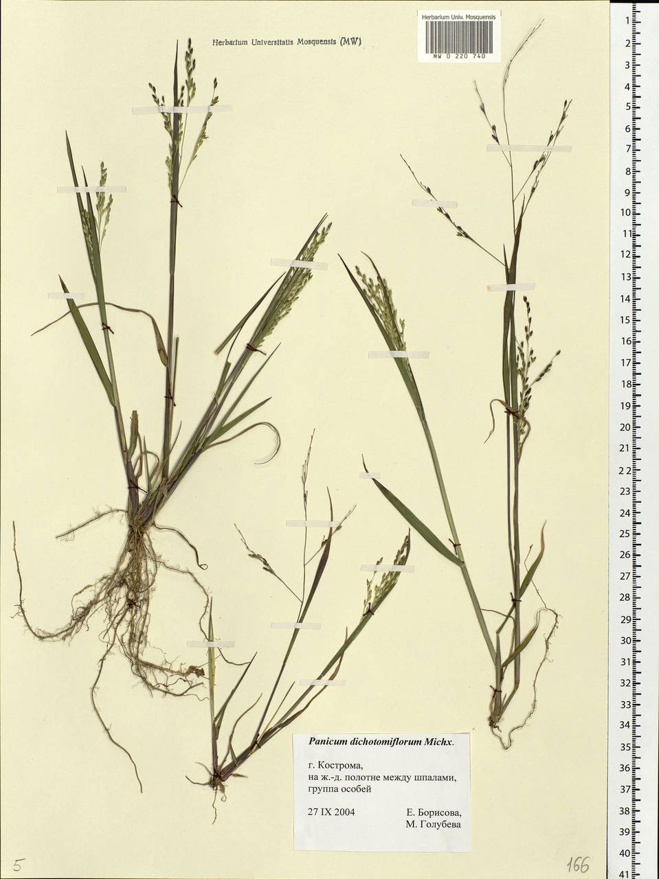 Panicum dichotomiflorum Michx., Eastern Europe, Central forest region (E5) (Russia)