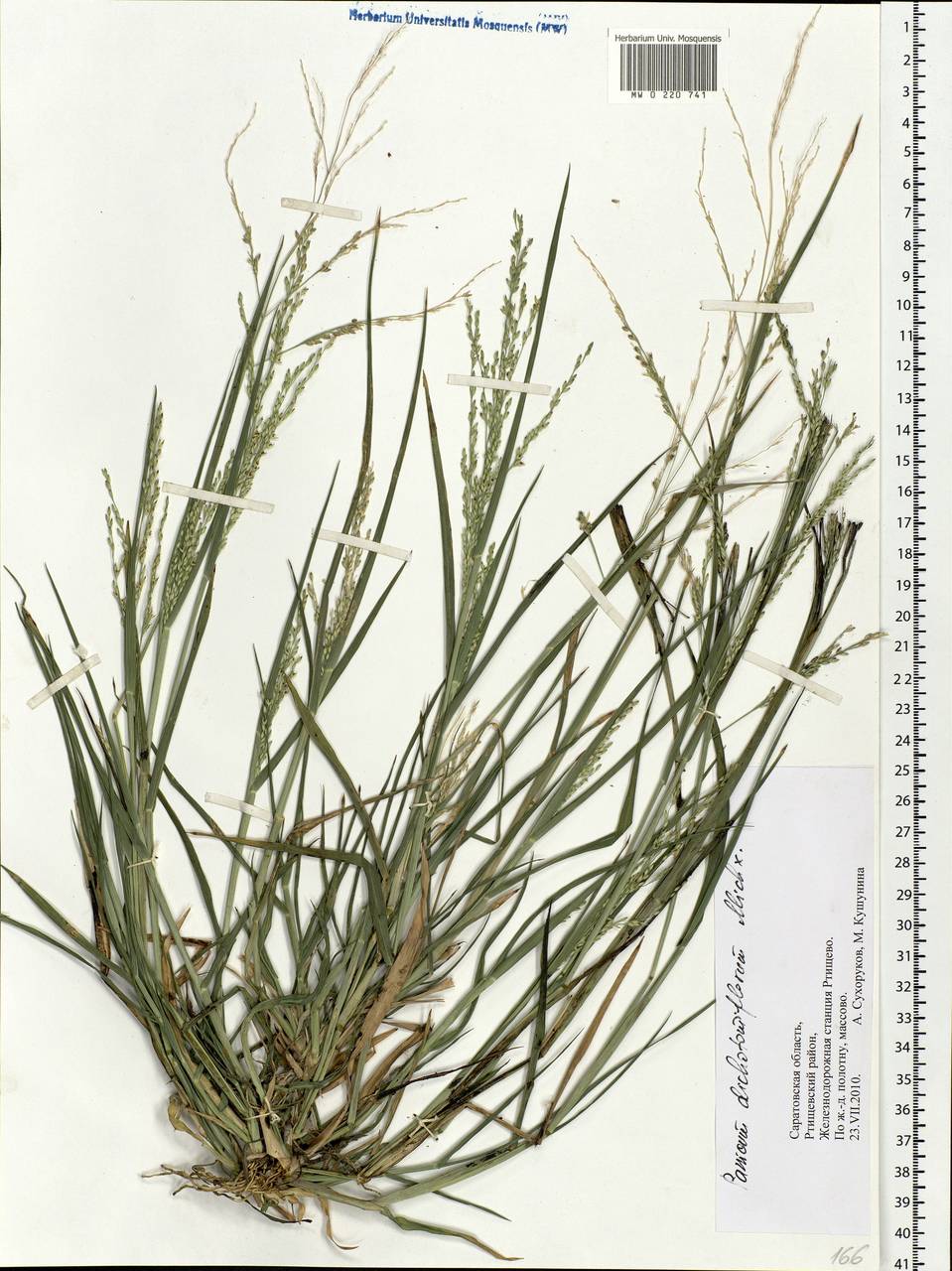 Panicum dichotomiflorum Michx., Eastern Europe, Lower Volga region (E9) (Russia)