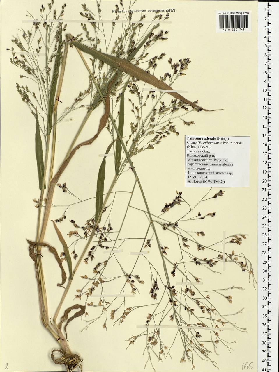 Panicum miliaceum L., Eastern Europe, North-Western region (E2) (Russia)