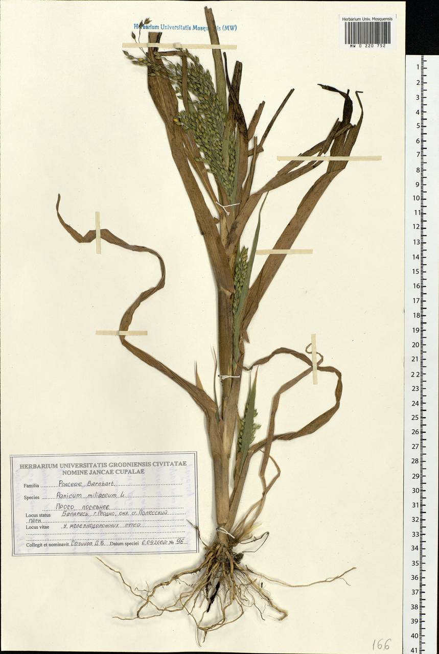 Panicum miliaceum L., Eastern Europe, Belarus (E3a) (Belarus)