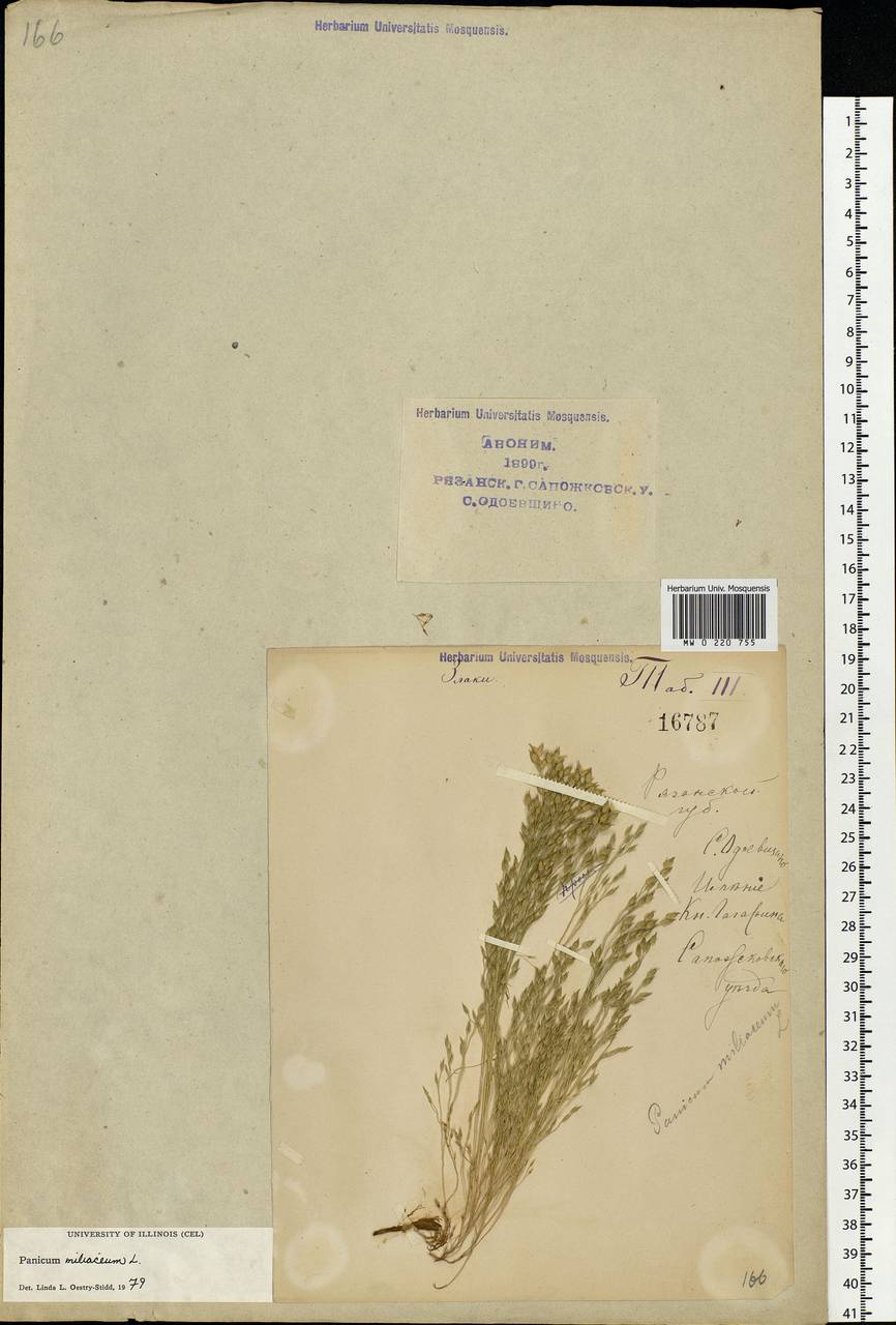 Panicum miliaceum L., Eastern Europe, Central region (E4) (Russia)