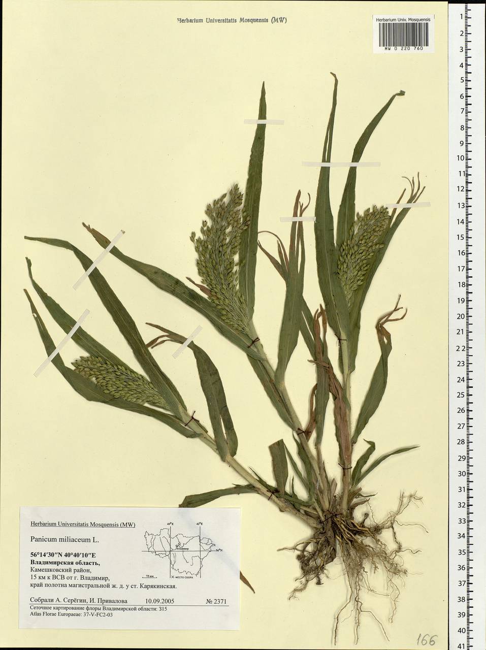 Panicum miliaceum L., Eastern Europe, Central region (E4) (Russia)