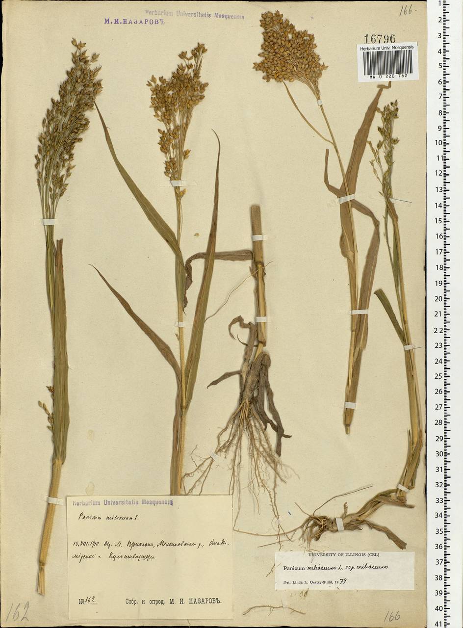 Panicum miliaceum L., Eastern Europe, Central region (E4) (Russia)