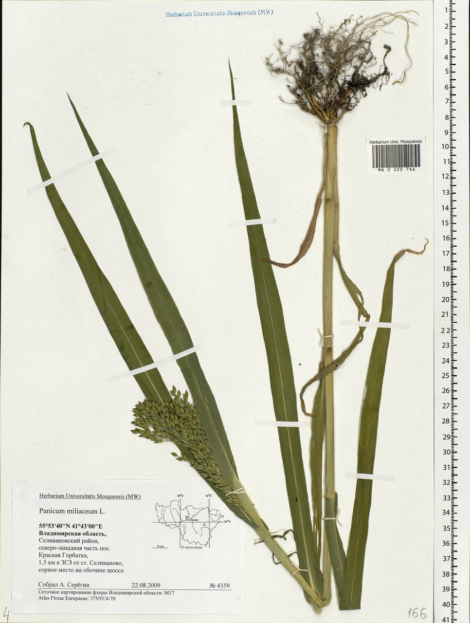 Panicum miliaceum L., Eastern Europe, Central region (E4) (Russia)