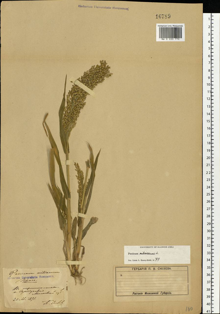 Panicum miliaceum L., Eastern Europe, Moscow region (E4a) (Russia)