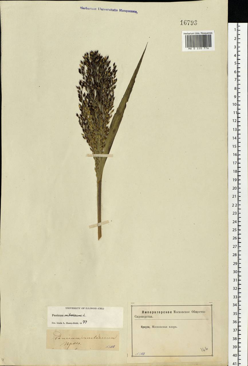 Panicum miliaceum L., Eastern Europe, Moscow region (E4a) (Russia)