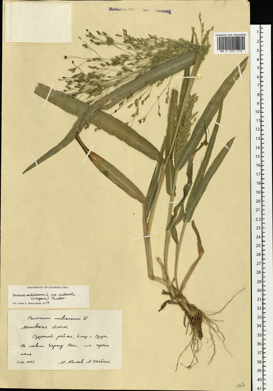 Panicum miliaceum L., Eastern Europe, Moscow region (E4a) (Russia)