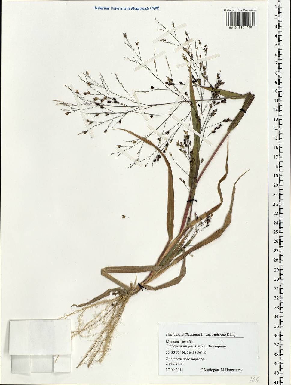 Panicum miliaceum L., Eastern Europe, Moscow region (E4a) (Russia)