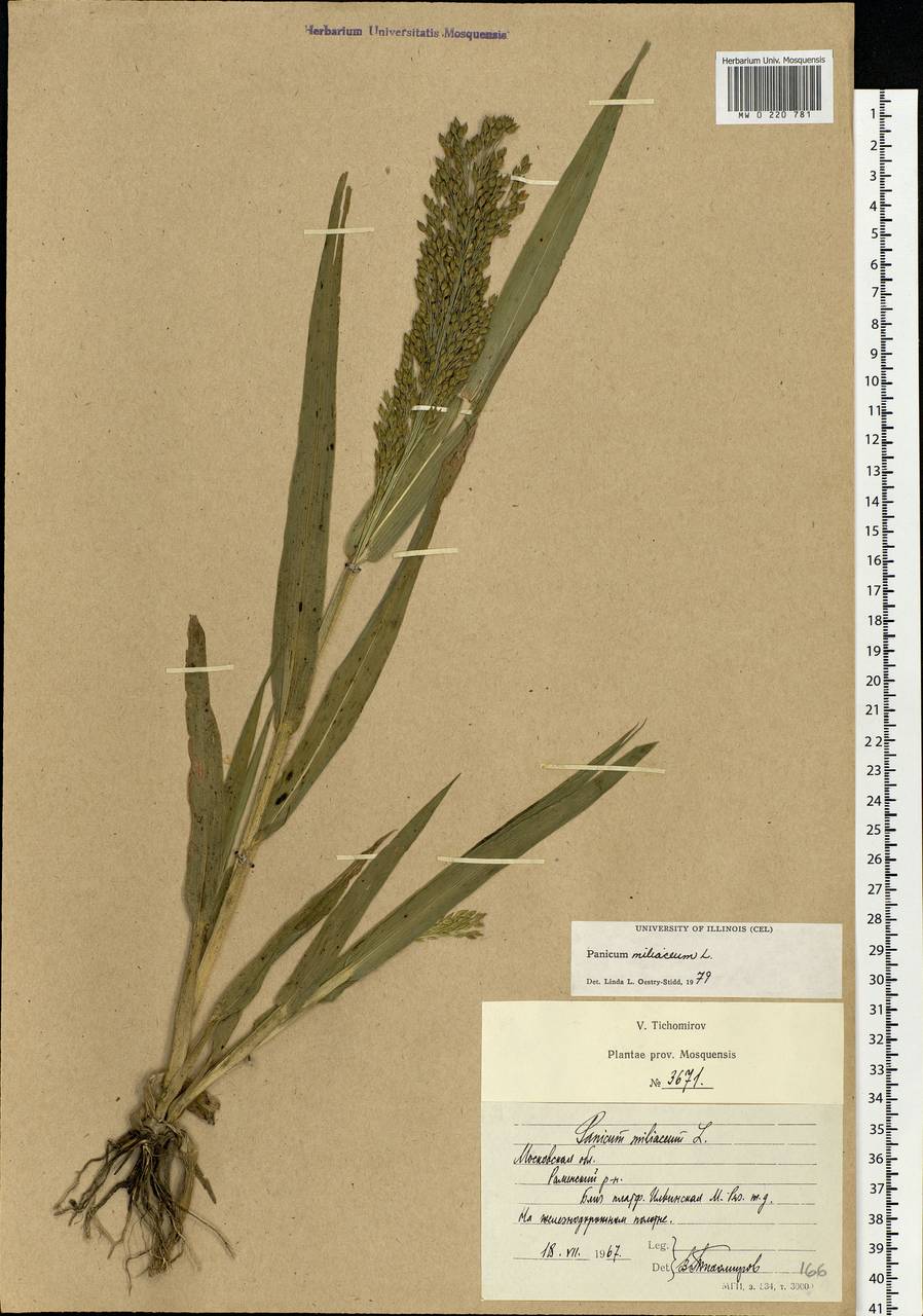 Panicum miliaceum L., Eastern Europe, Moscow region (E4a) (Russia)